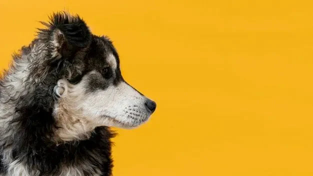 Pet Memorial Jewelry: How Pet Hair Becomes a Diamond You Can Keep Close