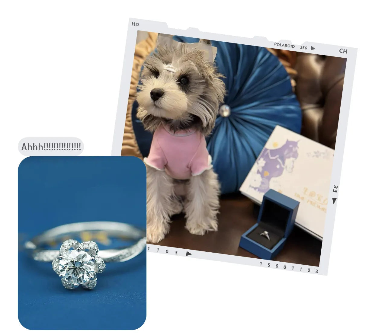Diamond ring, small dog in a pink shirt with an umbrella, and a Polaroid-style photo of the scene.