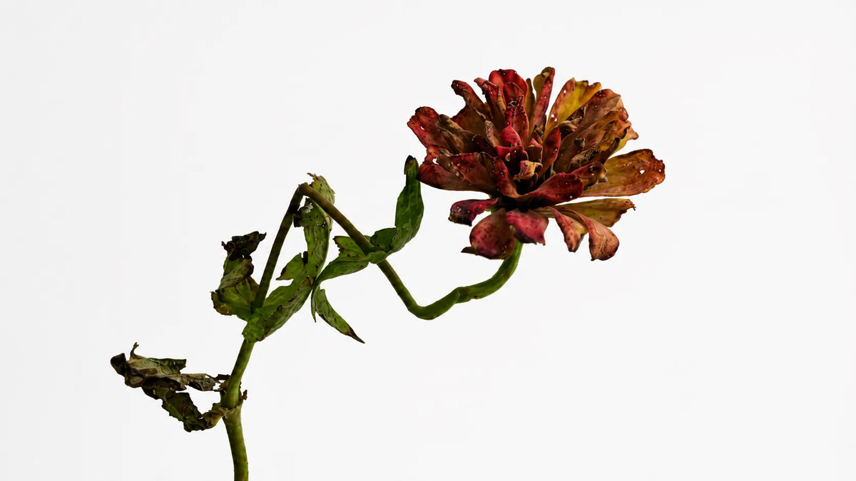 Legacy Synonym: Another Word for Legacy, Memory, and Lasting Love