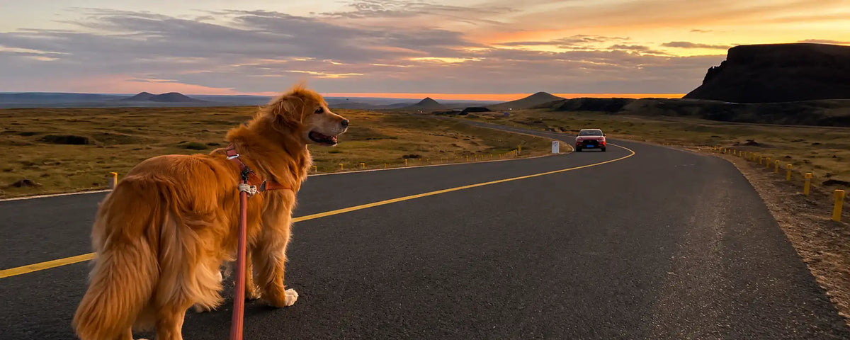 Meaningful Dog Memorials: 5 Ways to Honor Your Pup