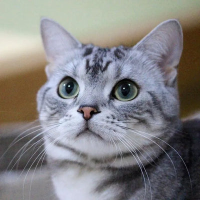 American Shorthair