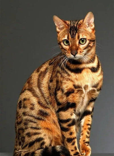 Bengal