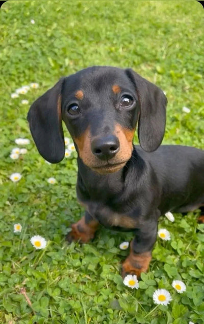 Dachshund