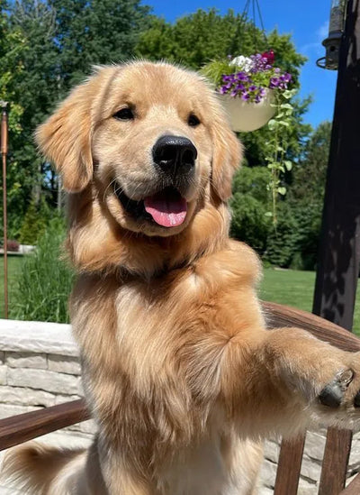 Golden Retriever