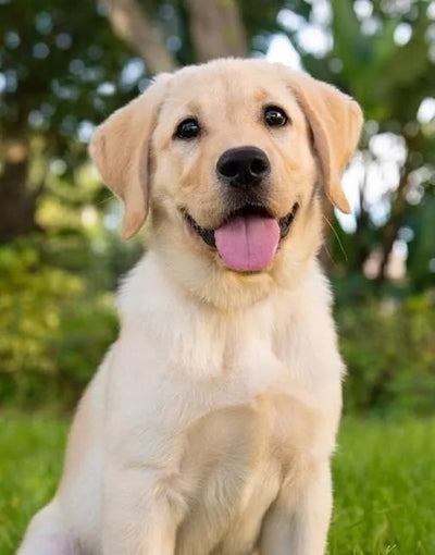 Labrador  Retriever